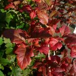 Síberíuþyrnir - Crataegus sanguinea