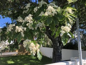 Silfurreynir - Sorbus intermedia - Image 6