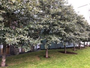 Silfurreynir - Sorbus intermedia - Image 2