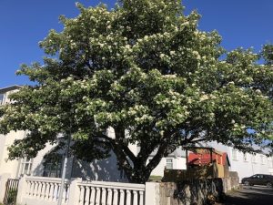 Silfurreynir - Sorbus intermedia - Image 5