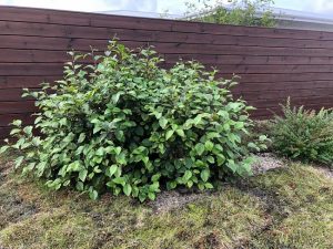 Sitkaelri / Sitkaölur - A. viridis ssp. sinuata - Image 2