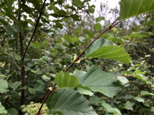 Sitkaelri / Sitkaölur - A. viridis ssp. sinuata - Image 3