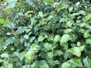 Sitkaelri / Sitkaölur - A. viridis ssp. sinuata - Image 4