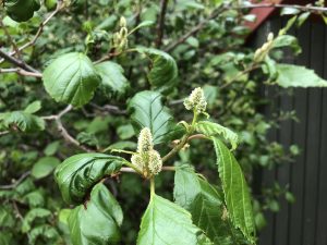 Sitkaelri kvk blóm 17. júní 2023. Kaffi Kjós.