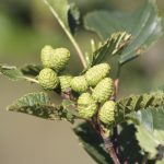 Sitkaelri / Sitkaölur - A. viridis ssp. sinuata