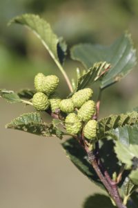 Sitkaelri / Sitkaölur - A. viridis ssp. sinuata