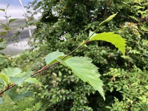 Sitkaelri / Sitkaölur - A. viridis ssp. sinuata - Image 5