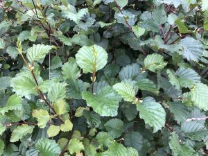 Sitkaelri / Sitkaölur - A. viridis ssp. sinuata - Image 8