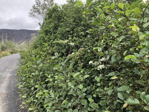 Sitkaelri / Sitkaölur - A. viridis ssp. sinuata - Image 7