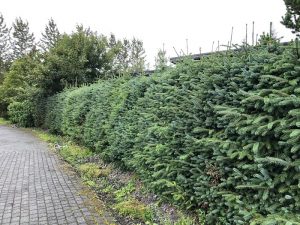 Sitkagreni - Picea sitchensis - Image 5