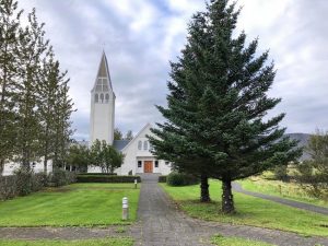 Sitkagreni - Picea sitchensis - Image 6