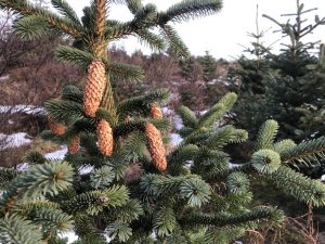 Sitkagreni - Picea sitchensis - Image 7