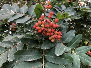 Sitkareynir - Sorbus sitchensis - Image 3