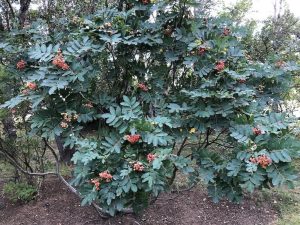 Sitkareynir - Sorbus sitchensis - Image 2