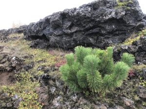 Fjallafura / Dvergfura - Pinus mugo - Image 7