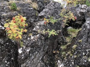 Reyniviður / Ilmreynir / Reynir - Sorbus aucuparia - Image 4