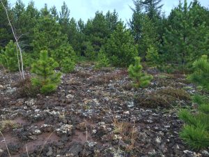 Stafafura - Pinus contorta - Image 4