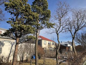 Skógarfura - Pinus sylvestris - Af íslensku fræi - Image 6