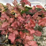 Skógarbrydda - Mahonia aquifolium