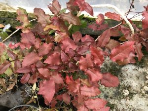 Skógarbrydda - Mahonia aquifolium