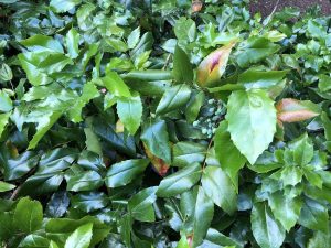 Skógarbrydda - Mahonia aquifolium - Image 2