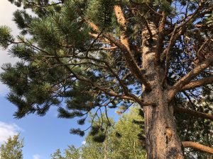 Skógarfura - Pinus sylvestris - Af íslensku fræi - Image 5
