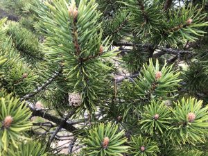 Skógarfura - Pinus sylvestris - Af íslensku fræi - Image 7