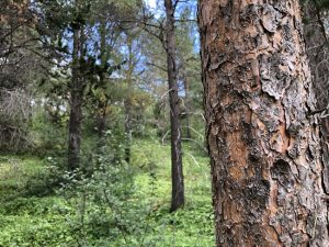 Skógarfura - Pinus sylvestris - Af íslensku fræi - Image 4