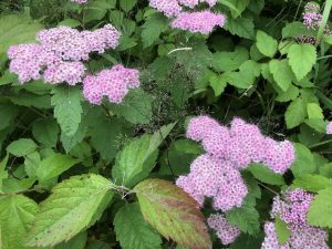 Skógarkvistur / Kóreukvistur 'Finndís' - Spiraea miyabei 'Finndís' - Image 3