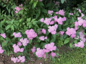 Skógarkvistur / Kóreukvistur 'Finndís' - Spiraea miyabei 'Finndís' - Image 4