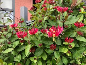 Skógartoppur 'Belgica' - Lonicera periclymenum 'Belgica' - Image 4