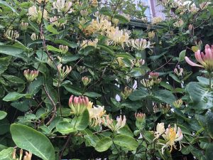 Skógartoppur 'Belgica' - Lonicera periclymenum 'Belgica' - Image 5