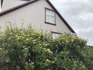 Skógartoppur 'Belgica' - Lonicera periclymenum 'Belgica' - Image 6