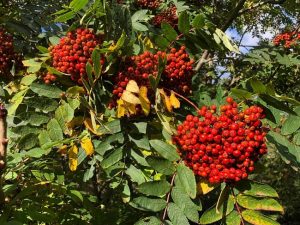 Skrautreynir - Sorbus decora