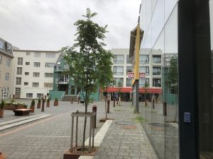 Skrautreynir - Sorbus decora - Image 4