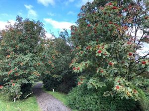 Skrautreynir - Sorbus decora - Image 2