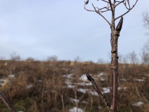 Skrautreynir - Sorbus decora - Image 5