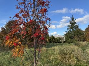 Skrautreynir - Sorbus decora - Image 6