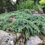 Skriðbláeinir / Himalajaeinir 'Blue Carpet' - Juniperus squamata 'Blue Carpet'