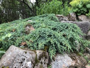 Skriðbláeinir / Himalajaeinir 'Blue Carpet' - Juniperus squamata 'Blue Carpet'