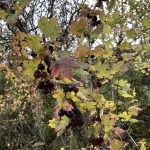 Skógarstikill - Ribes divaricatum