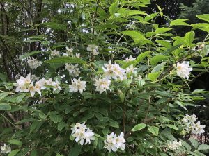 Snækóróna 'Þórunn Hyrna' - Philadelphus coronarius 'Þórunn Hyrna' - Image 2