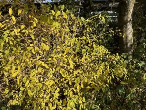 Snækóróna 'Þórunn Hyrna' - Philadelphus coronarius 'Þórunn Hyrna' - Image 3