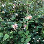 Snjóber ´Svanhvít´ - Symphoricarpos albus 'Svanhvít'