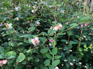 Snjóber ´Svanhvít´ - Symphoricarpos albus 'Svanhvít'