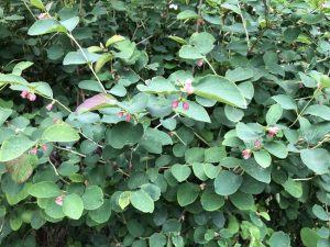 Snjóber ´Svanhvít´ - Symphoricarpos albus 'Svanhvít' - Image 2