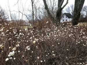 Snjóber ´Svanhvít´ - Symphoricarpos albus 'Svanhvít' - Image 3