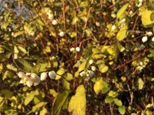 Snjóber ´Svanhvít´ - Symphoricarpos albus 'Svanhvít' - Image 4