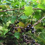 Sólber 'Hedda' - Ribes nigrum 'Hedda'