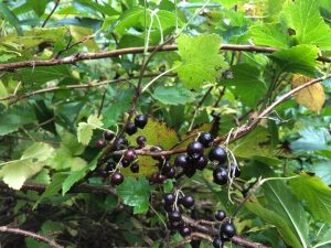 Sólber 'Hedda' - Ribes nigrum 'Hedda'